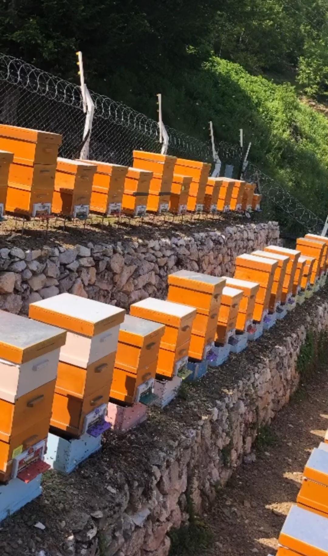 Fermanlı Arıcılık